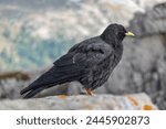  An Alpine chough, Pyrrhocorax graculus, a black bird of the crow family, standing on a rock in the Dolomites, Italy                         