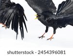 Alpine chough (Pyrrhocorax graculus) fighting in flight.