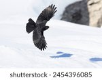 Alpine chough (Pyrrhocorax graculus) in flight in the mountains.