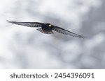 Alpine chough (Pyrrhocorax graculus) in flight in the mountains.