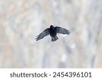 Alpine chough (Pyrrhocorax graculus) in flight in the mountains.