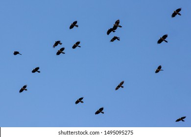 Alpine chough (Pyrrhocorax graculus) flock in flighr over the mountain, Velebit Croatia, alpine black birds in flight - Shutterstock ID 1495095275