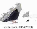 Alpine chough (Pyrrhocorax graculus) photographed with wide angle lens in the mountains.