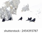 Alpine chough (Pyrrhocorax graculus) photographed with wide angle lens in the mountains.