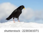 Alpine chough or yellow-billed chough (Pyrrhocorax graculus) black alpine bird in the crow family in Julian Alps Slovenia
