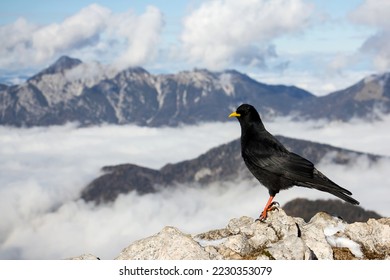 Alpine chough or yellow-billed chough (Pyrrhocorax graculus) black alpine bird in the crow family in Julian Alps Slovenia - Shutterstock ID 2230353079