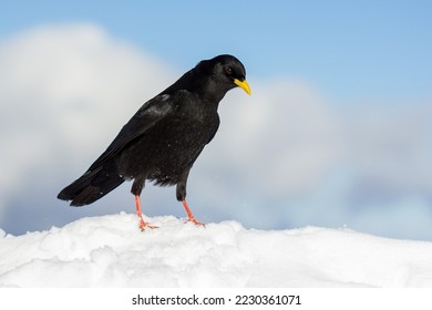 Alpine chough or yellow-billed chough (Pyrrhocorax graculus) black alpine bird in the crow family in Julian Alps Slovenia - Shutterstock ID 2230361071