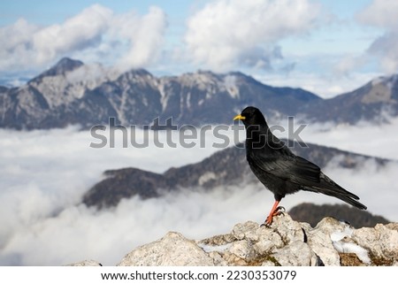 Alpine chough or yellow-billed chough (Pyrrhocorax graculus) black alpine bird in the crow family in Julian Alps Slovenia
