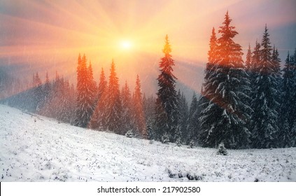 Alpine is the climate in spring or autumn when the snow storm comes and sweeps the mountains, villages, pastures, young and fresh flowers, breaking trees and avalanches. Snow covers spruce up the sun