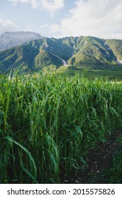 Alpine Corn Field Damaged By A Hail Storm Caused By More Extreme Weather Situations Due To Climate Change, Austria