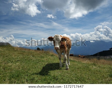Alpine Cow Brown Milk Cow Below The Clouds In A Meadow Of Grand Wildflowers Alpine Cow Brown Milk Cow Below The Clouds In A Meadow Of Grand Wildflowers