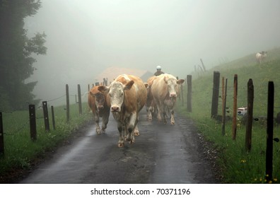 Alpine cows in mist