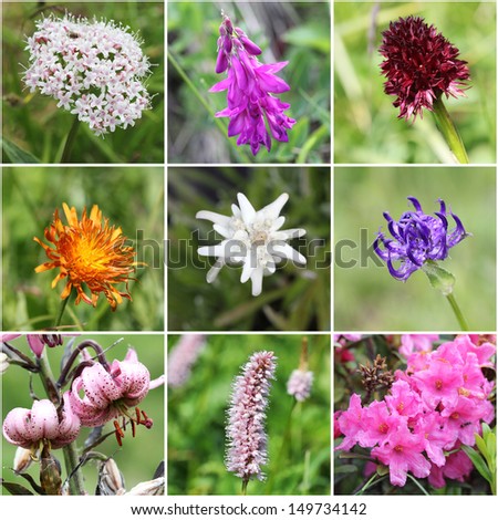 Alpine flora collage (from top left: Valeriana montana, Alpine Sweetvetch, Black Vanilla Orchid, Golden Hawksbeard, Edelweiss, round-headed rampion, Turk's cap lily, common bistort, Alpenrose)