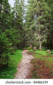 alpine footpath through the forest on summer