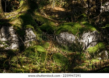 Alpine forest floor in partial shade with moss overgrown rocks, bushes and trees