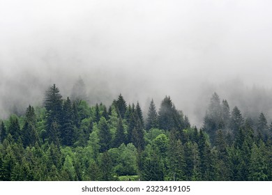 Alpine forest in the mist - Powered by Shutterstock