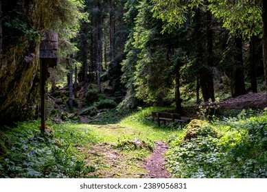alpine forest with pine trees and paths between meadows and woods at an alpine hut in Gossaldo Belluno in the Belluno Dolomites Vicenza Veneto Italy