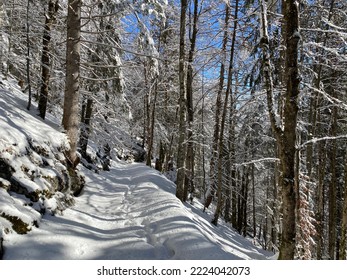 Alpine forest trails in a typical winter environment and under deep fresh snow cover on the Alpstein mountain massif and in the Swiss Alps - Alt St. Johann, Switzerland (Schweiz)