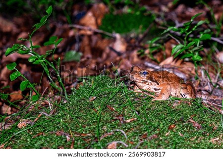 The alpine frog or mountain frog (Rana temporaria Linnaeus, 1758), also commonly called red frog.During the breeding season it also travels large distances.