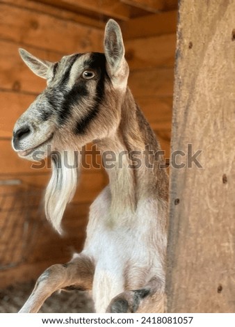 Alpine goat in the barn