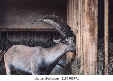 Alpine Goat With Big Horns While Eating