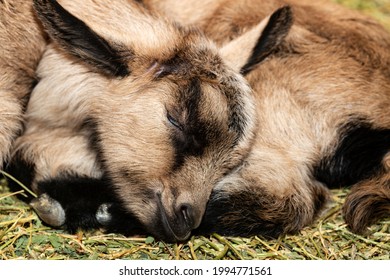 Alpine Goat Dairy Animal. A Little Sleeping Baby Goat.