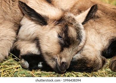 Alpine Goat Dairy Animal. A Little Sleeping Baby Goat.