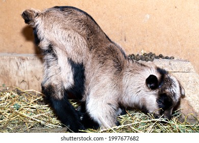 Alpine Goat Dairy Animal. A Little Sleeping Baby Goat.