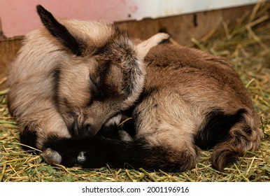 Alpine Goat Dairy Animal. A Little Sleeping Baby Goat.