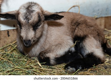 Alpine Goat Dairy Animal. A Little Sleeping Baby Goat.