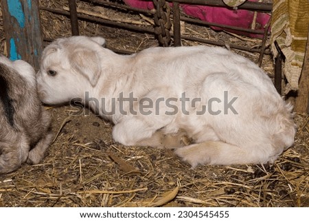 Alpine Goat Dairy Animal. Newborn baby goats are sleeping.