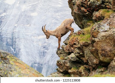 swiss alpine goat