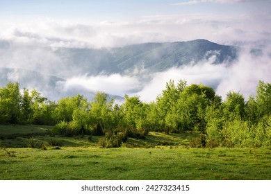 alpine green meadows of carpathian countryside in spring. mountainous landscape of ukraine with rolling hills and deep valley on a foggy morning. warm sunny weather with clouds on the sky - Powered by Shutterstock