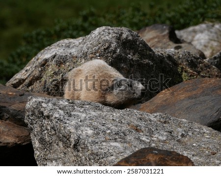 alpine groundhog sitting in between rocks and watching