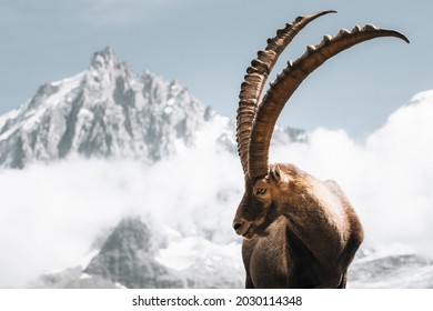 Alpine Ibex at Aguille du Midi