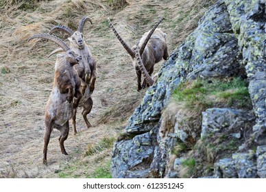 Alpine Ibex - Capra ibex, Austrian Alps