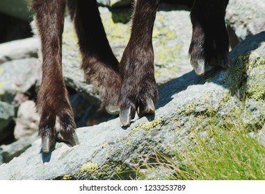 Alpine ibex (Capra ibex): detail of the paws and the hooves