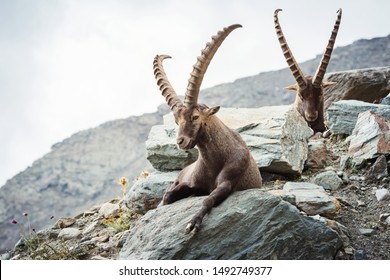 Alpine Ibex (Capra ibex), Gran Paradiso National Park, Italy