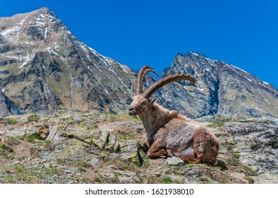 Alpine Ibex or Capra Ibex, Gran Paradiso National Park, Aosta Valley, Italy