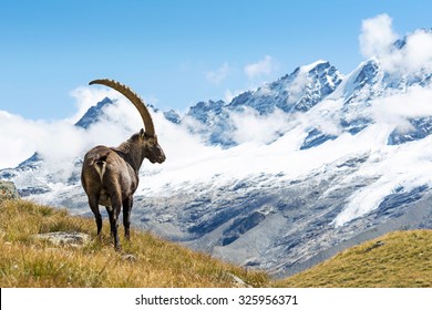 Alpine Ibex (Capra ibex), Национальный парк Гран-Парадизо, Италия
