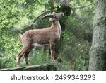 The Alpine ibex (Capra ibex), also known as the steinbock