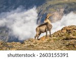 The Alpine ibex (Capra ibex), also known as the steinbock, bouquetin, or simply ibex, is a species of wild goat that lives in the mountains of the European Alps, Gornergrat, Zermatt, Switzerland.
