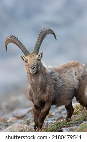 The Alpine ibex (Capra ibex), also known as the steinbock, bouquetin, or simply ibex, is a species of wild goat that lives in the mountains of the European Alps. 