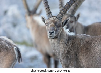 The Alpine ibex (Capra ibex), also known as the steinbock, bouquetin, or simply ibex, is a species of wild goat that lives in the mountains of the European Alps. 