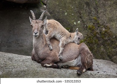 Alpine ibex (Capra ibex ibex), also known as the steinbock or bouquetin. Ibex kid playing with its mother. 