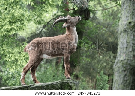 The Alpine ibex (Capra ibex), also known as the steinbock