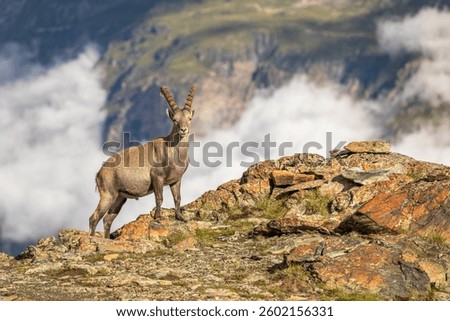 The Alpine ibex (Capra ibex), also known as the steinbock, bouquetin, or simply ibex, is a species of wild goat that lives in the mountains of the European Alps, Gornergrat, Zermatt, Switzerland.