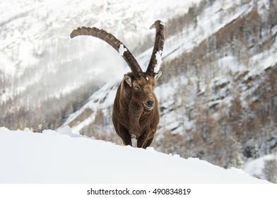 Alpine ibex, Capra ibex in the National Park. Aosta valley. Italy