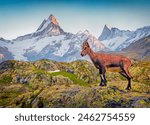 Alpine Ibex (Capra Ibex) on the Schreckhorn and Wetterhorn peaks background. Wonderful morning scene in the Swiss Alps, Switzerland, Europe. Beauty of nature concept background.
