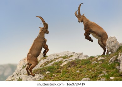 Alpine ibex - Capra Ibex pasturing and mating and dueling in Slovenian Alps. Typical horned animal of the high mountains.
